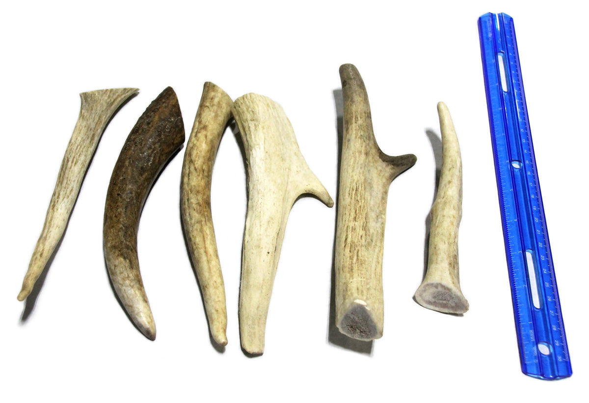 Elk Antler Small Whole – Tuesday's Natural Dog Company