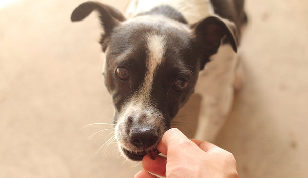 What are the best training treats for dogs, and how do I use them?