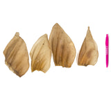Cow Ears