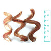 5" Curly Bully Sticks - Natural Scent (Bulk)