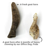Goat Horns (Bulk)